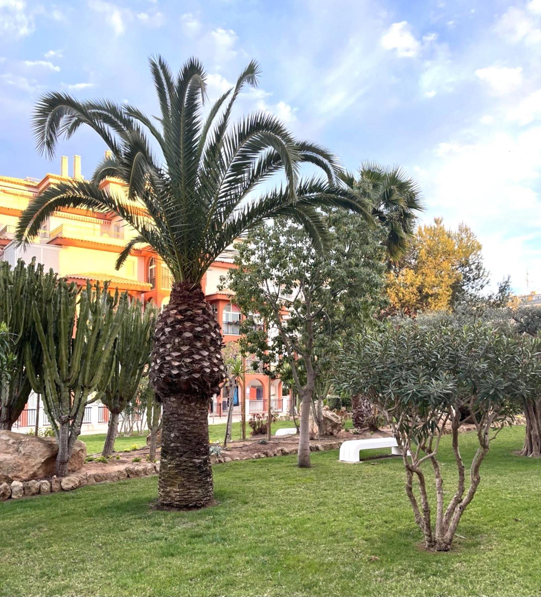 Grace Lägenhet Torrevieja Exteriör bild